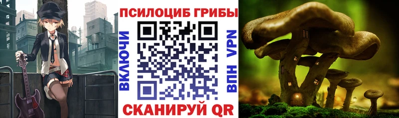 наркота  Катайск  Псилоцибиновые грибы Psilocybine cubensis 